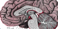 Anatomy of the Brain - Grays Anatomy